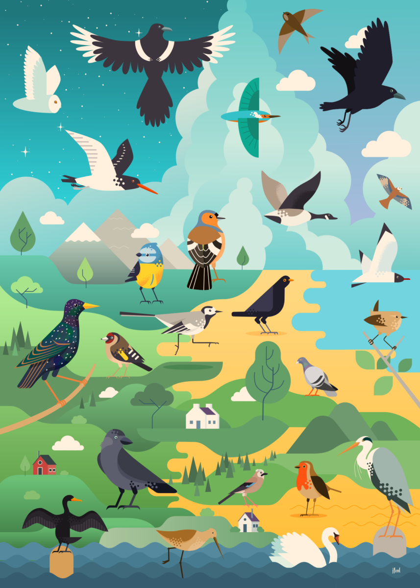 A vector illustration of a landscape stuffed with (European) birds, there's probably 25 of them including crow, blue tit, jackdaw, seagull, owl and many more.